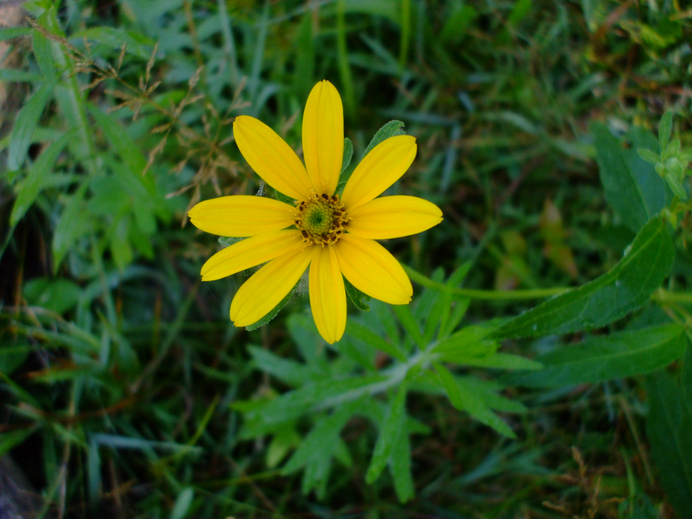 Heliopsis helianthoides